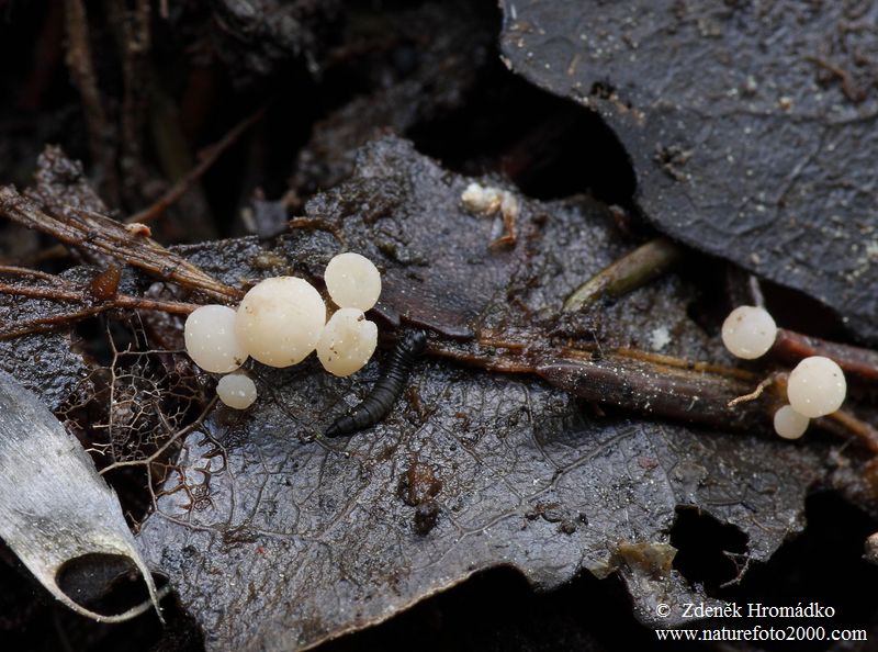 vodnička potoční, Cudoniella clavus (Houby, Fungi)